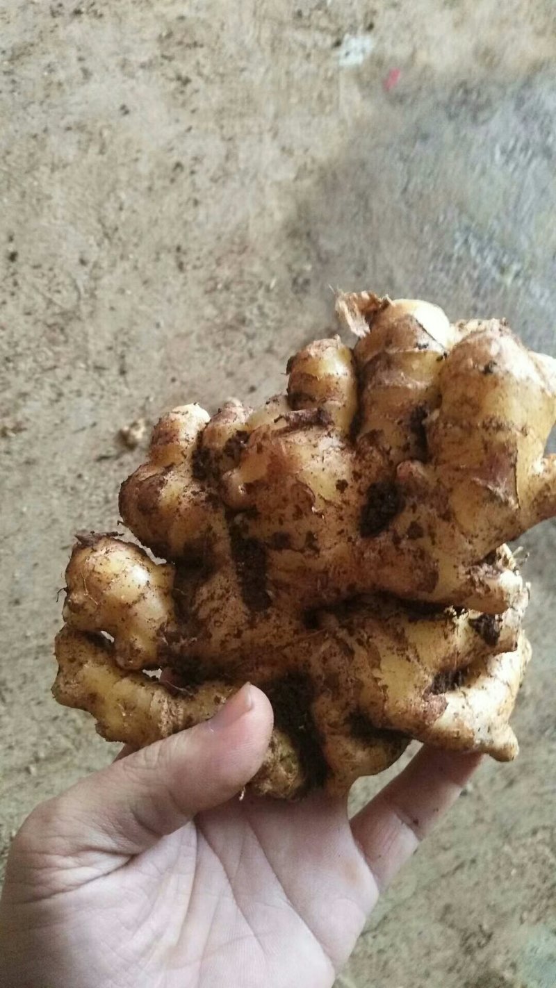 小黄姜