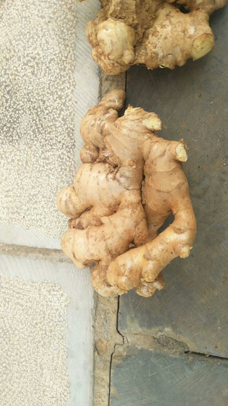 小黄姜