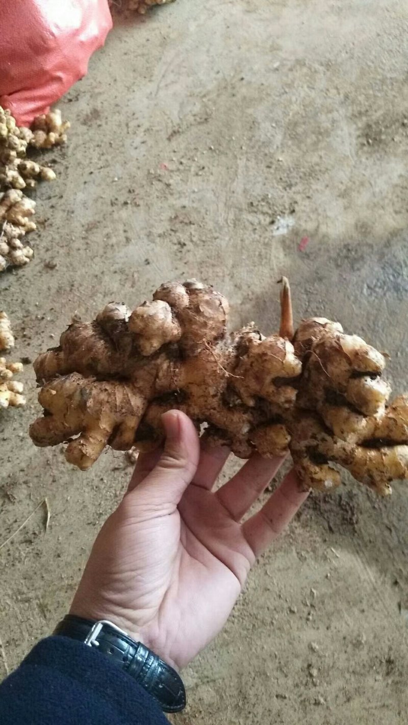 小黄姜