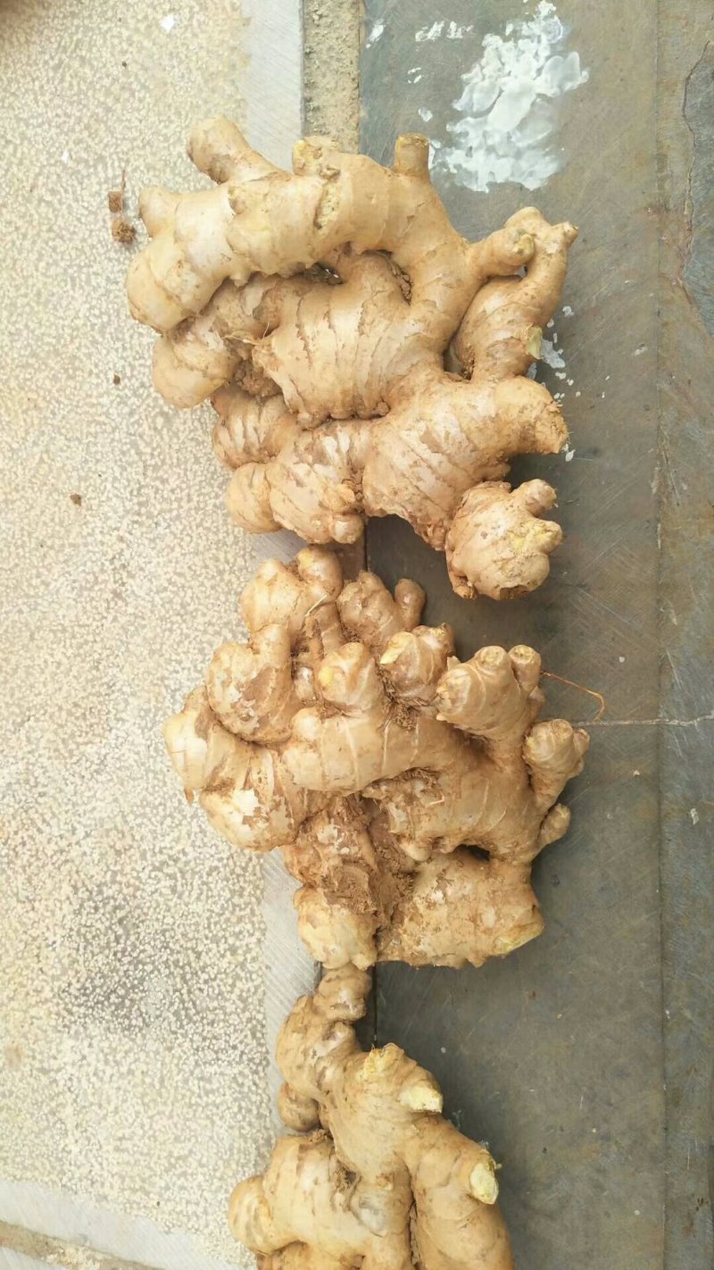 小黄姜