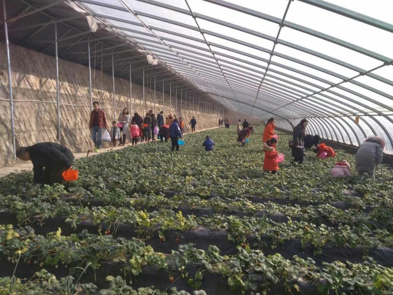 温室建设，蔬菜大棚，钢架大棚，温室厂家，大棚建设。