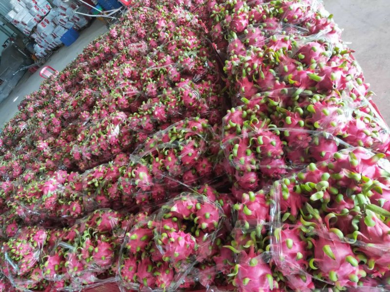 越南产地直发红心火龙果3级特大（1斤以上）