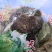 新疆天山雪莲35元一支支持微商代发
