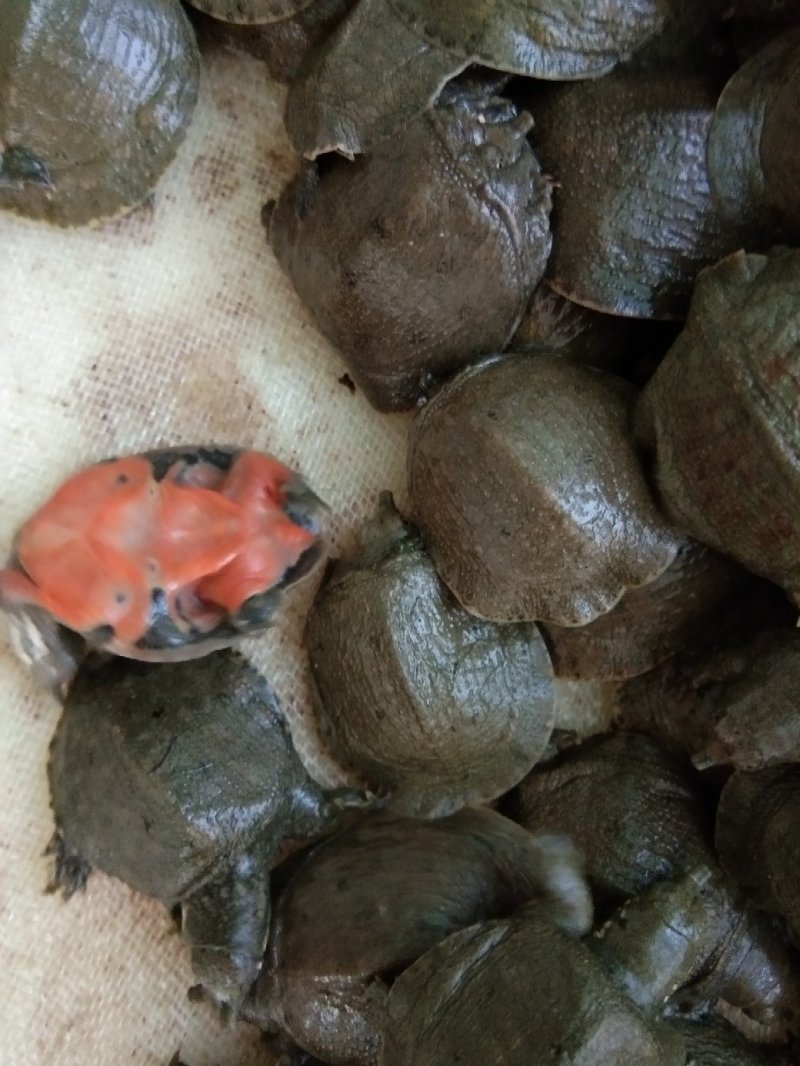 中华鳖，抗病毒生长快，可提供技朮指导，量大从优