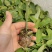 荔枝味木瓜紫香黄金百香果苗