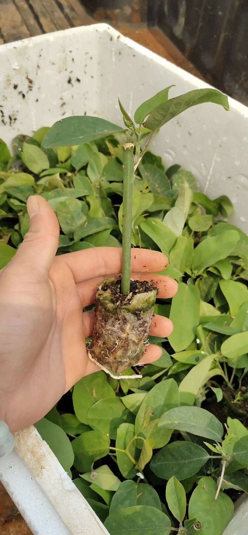 荔枝味木瓜紫香黄金百香果苗