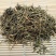 蔊菜辣米菜批发零售冷背中药材