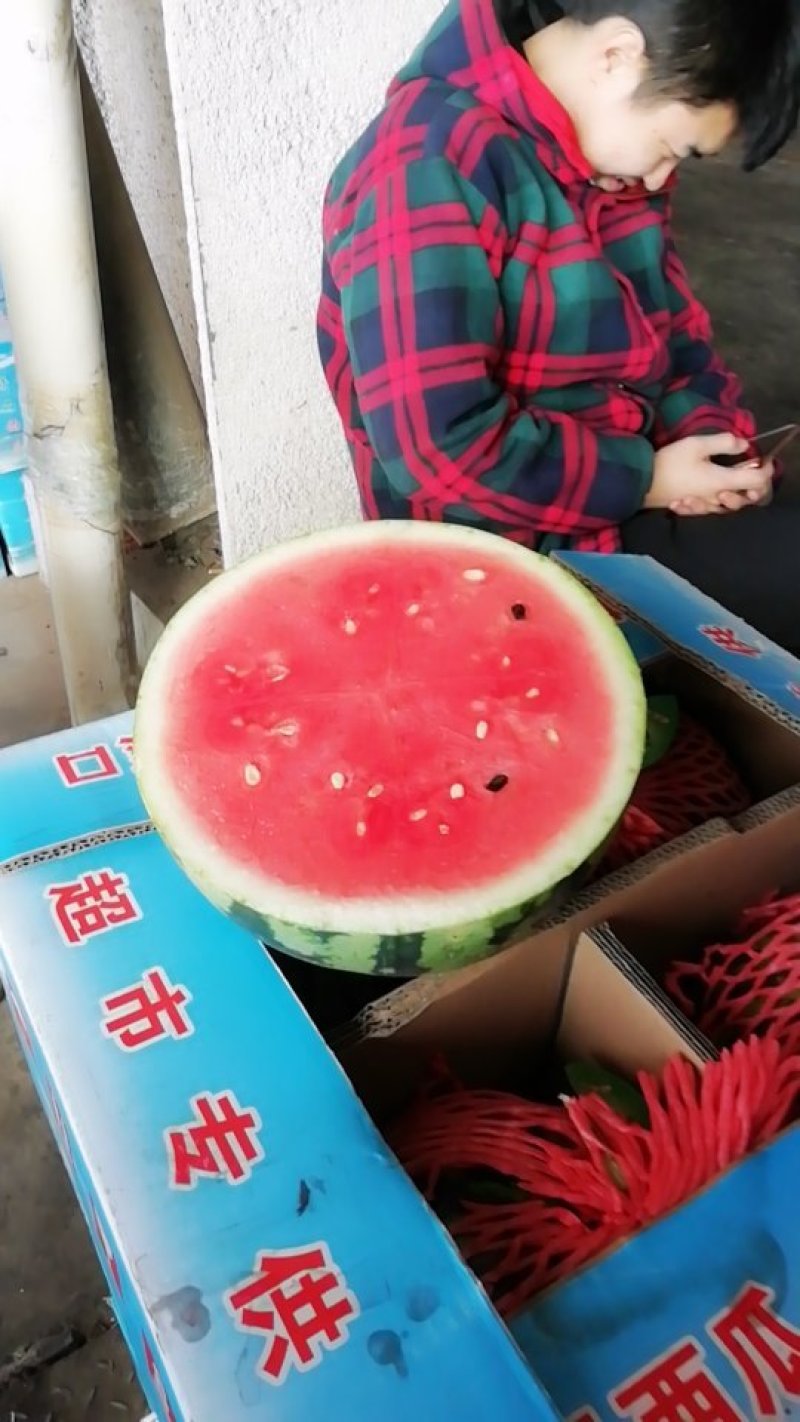8424，甜王西瓜