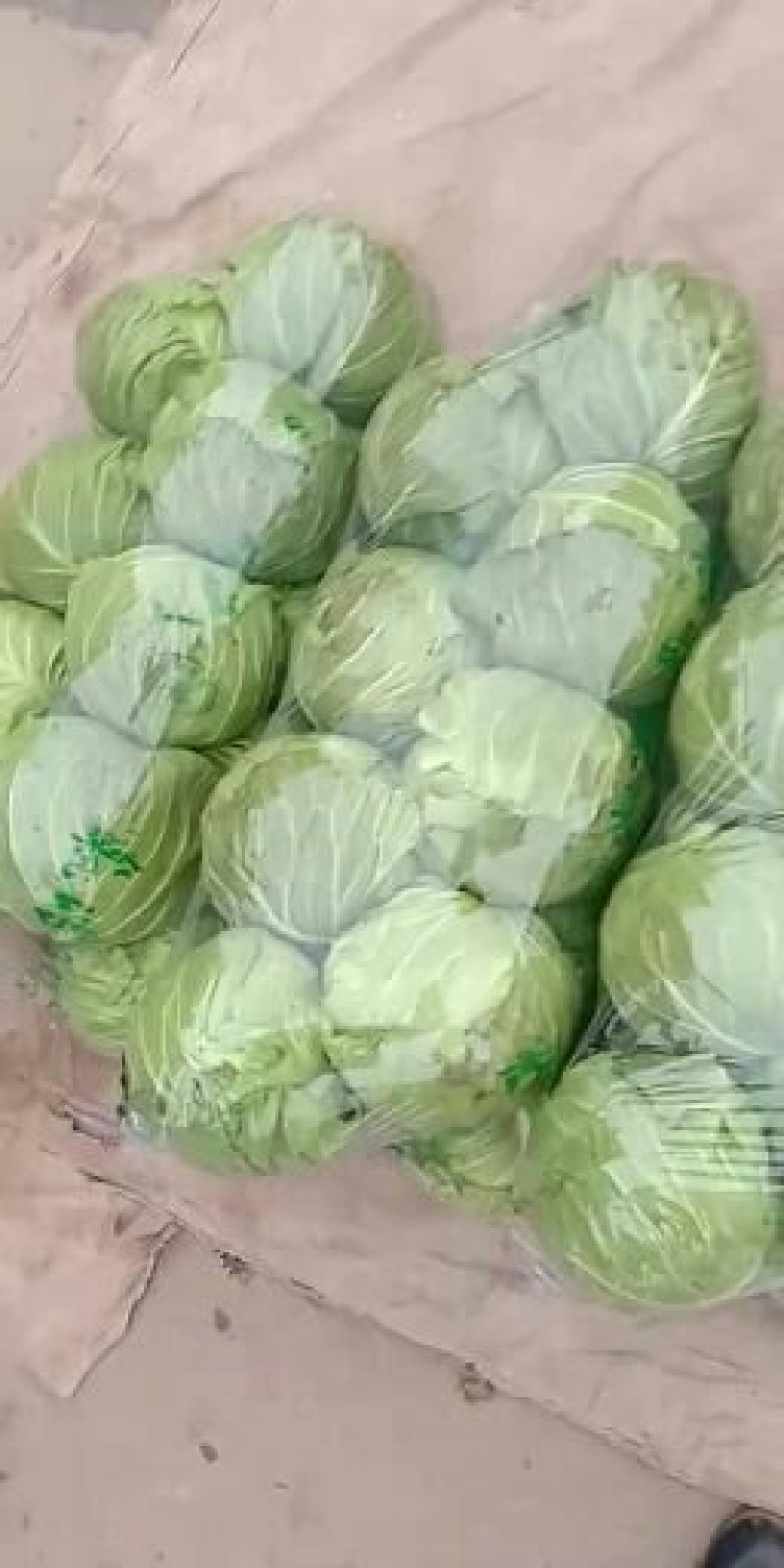 本地甘蓝开始大量上货发全国各地大量走货
