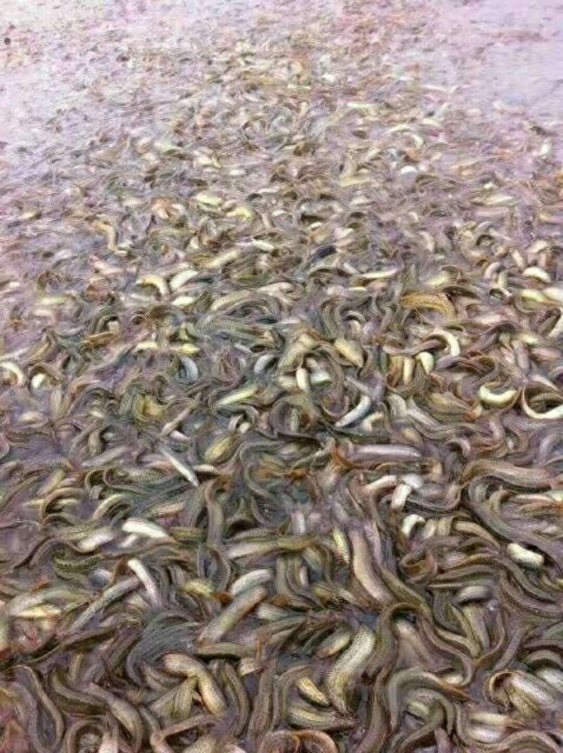 专业生产鱼苗。