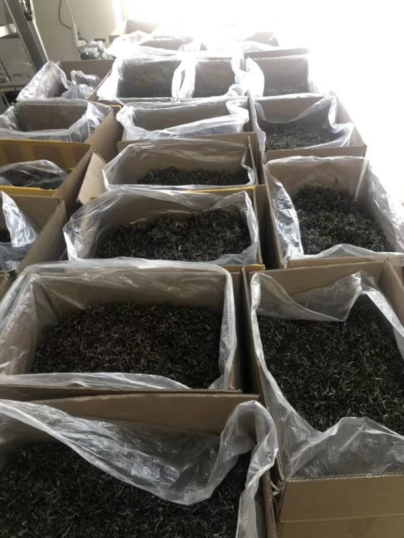 普洱茶云南凤庆原产生茶