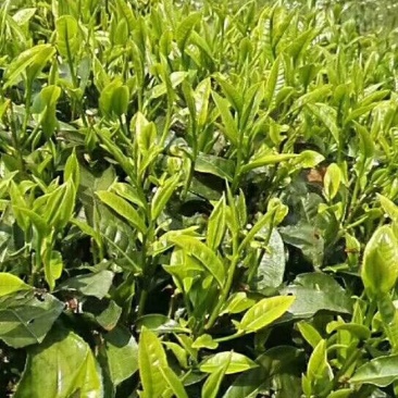 普洱茶云南凤庆原产生茶