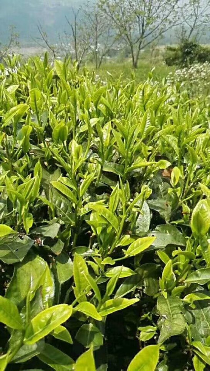 普洱茶云南凤庆原产生茶
