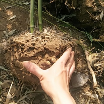 绿竹3~4m