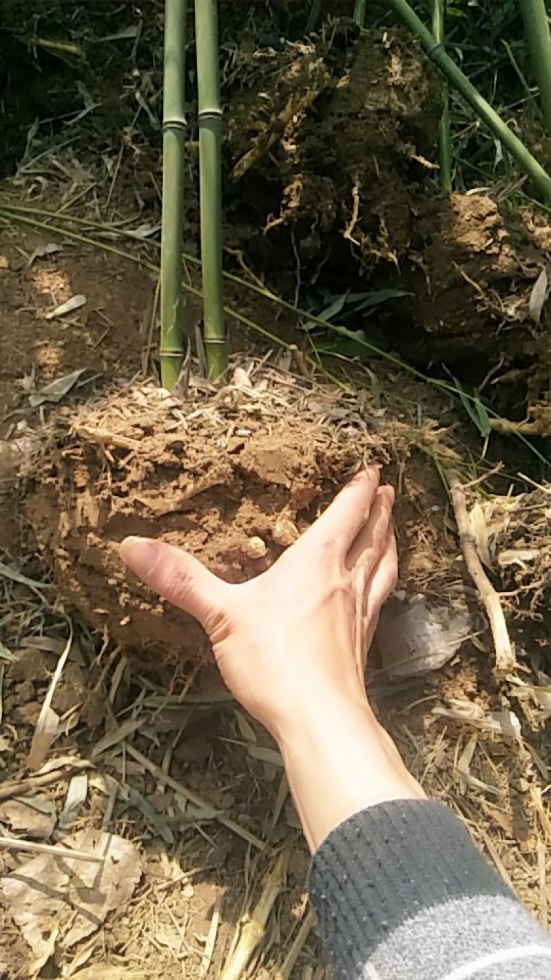 绿竹3~4m