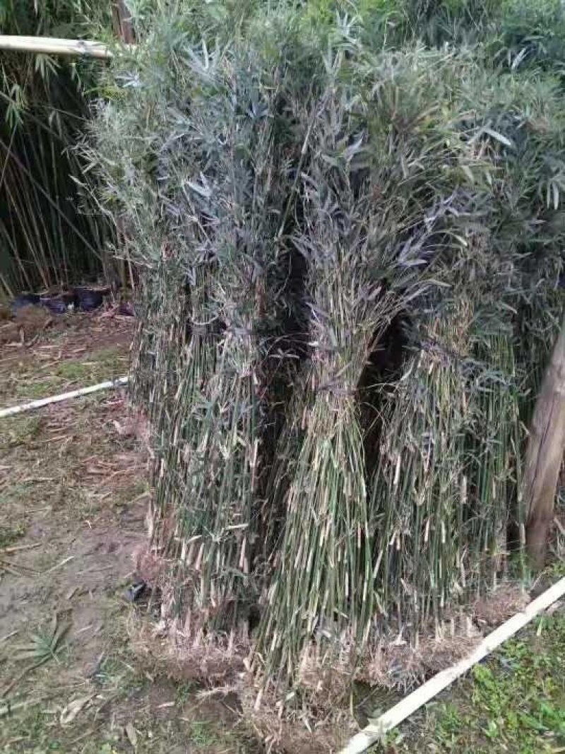 竹苗金镶玉竹，青岗竹苗