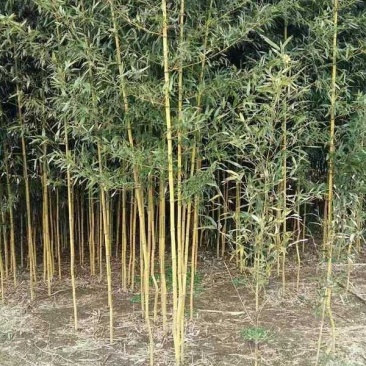 竹苗金镶玉竹，青岗竹苗