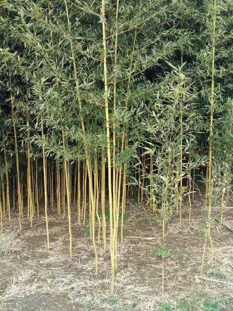 竹苗金镶玉竹，青岗竹苗