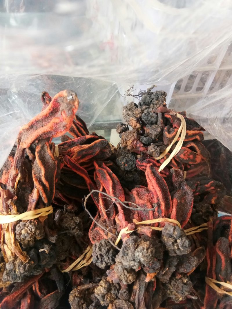 回春草大条顶天柱不老草云南草苁蓉包邮泡酒料泡水