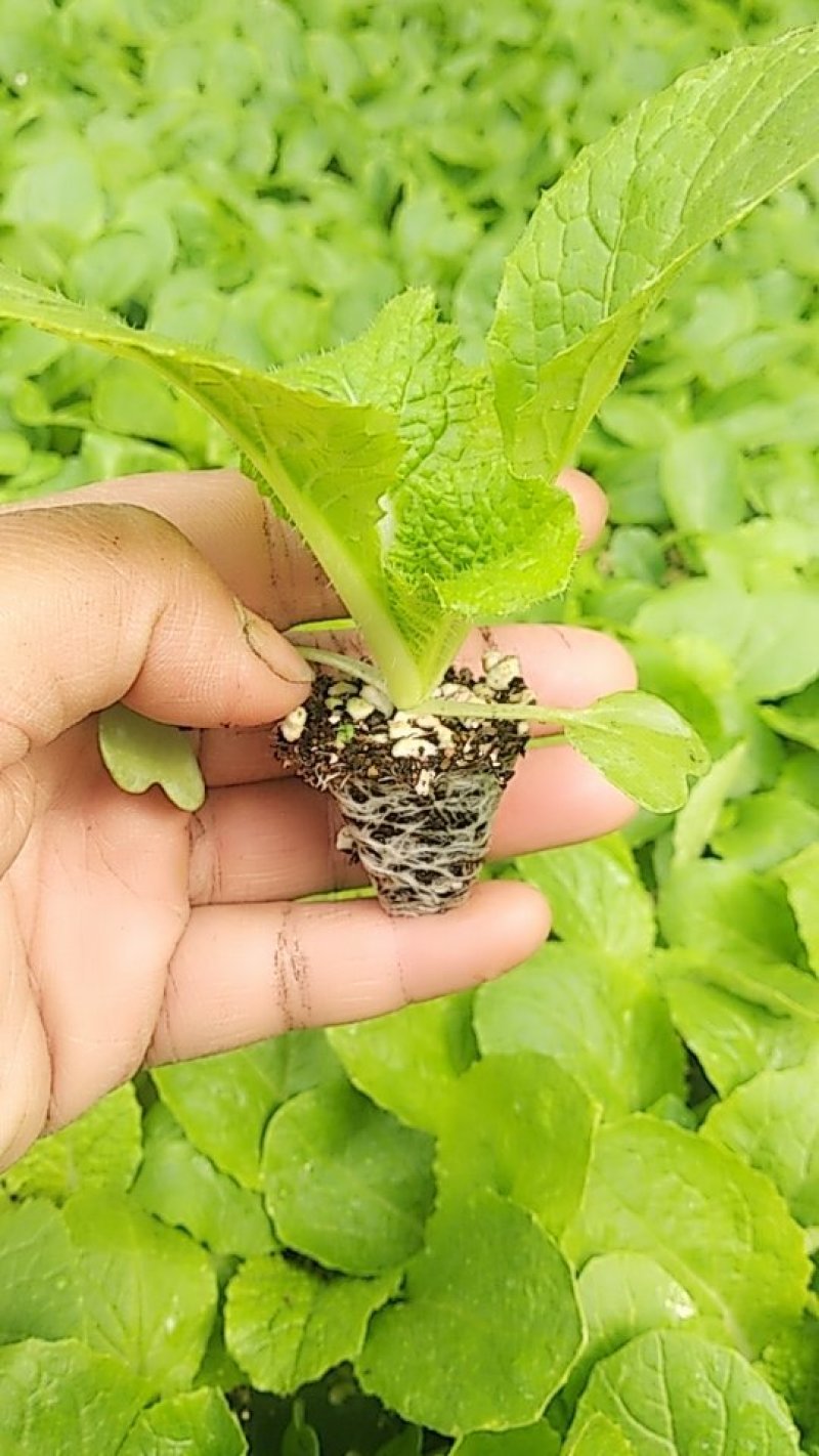 山东白菜苗，黄心白菜苗，厂家直发，常年供应发货方便