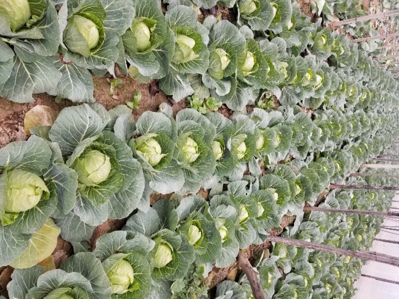 大棚甘蓝精品甘蓝包菜