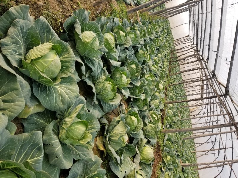 大棚甘蓝精品甘蓝包菜