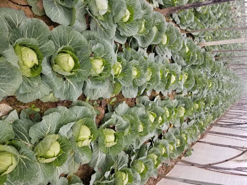 大棚甘蓝精品甘蓝包菜