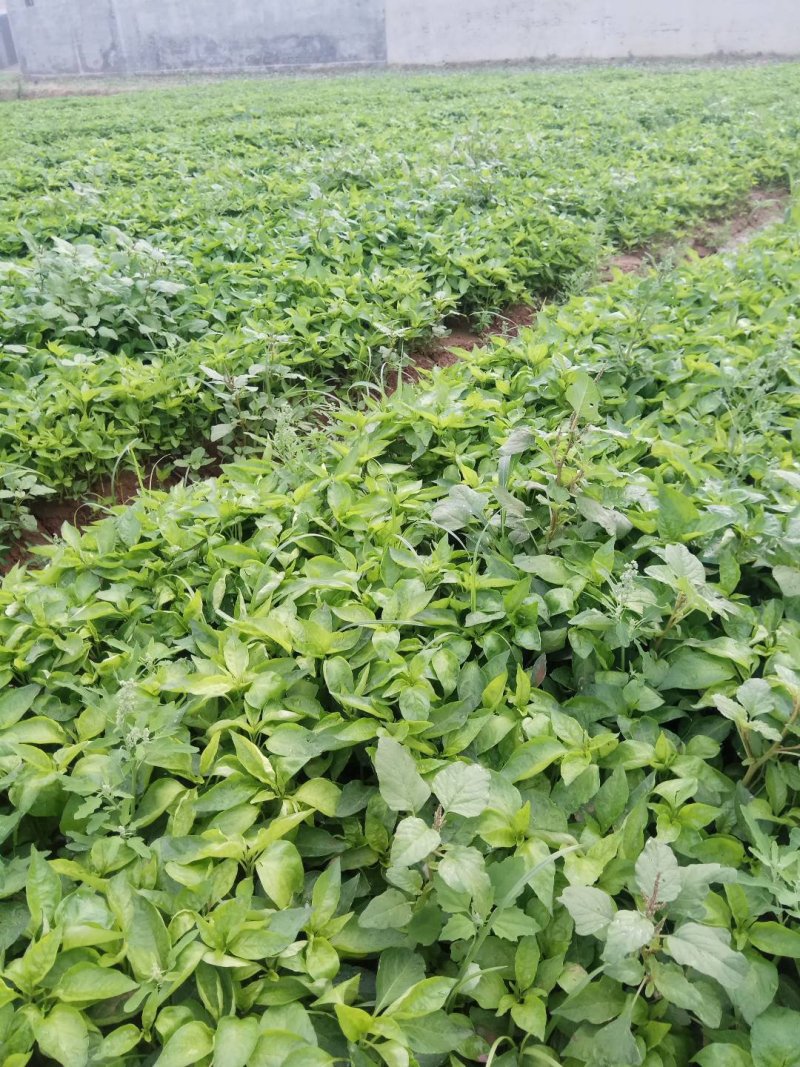 辣椒苗:高白大葱秧
