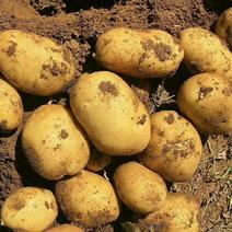 大量供应全国各地土豆0.3两以上超市专柜