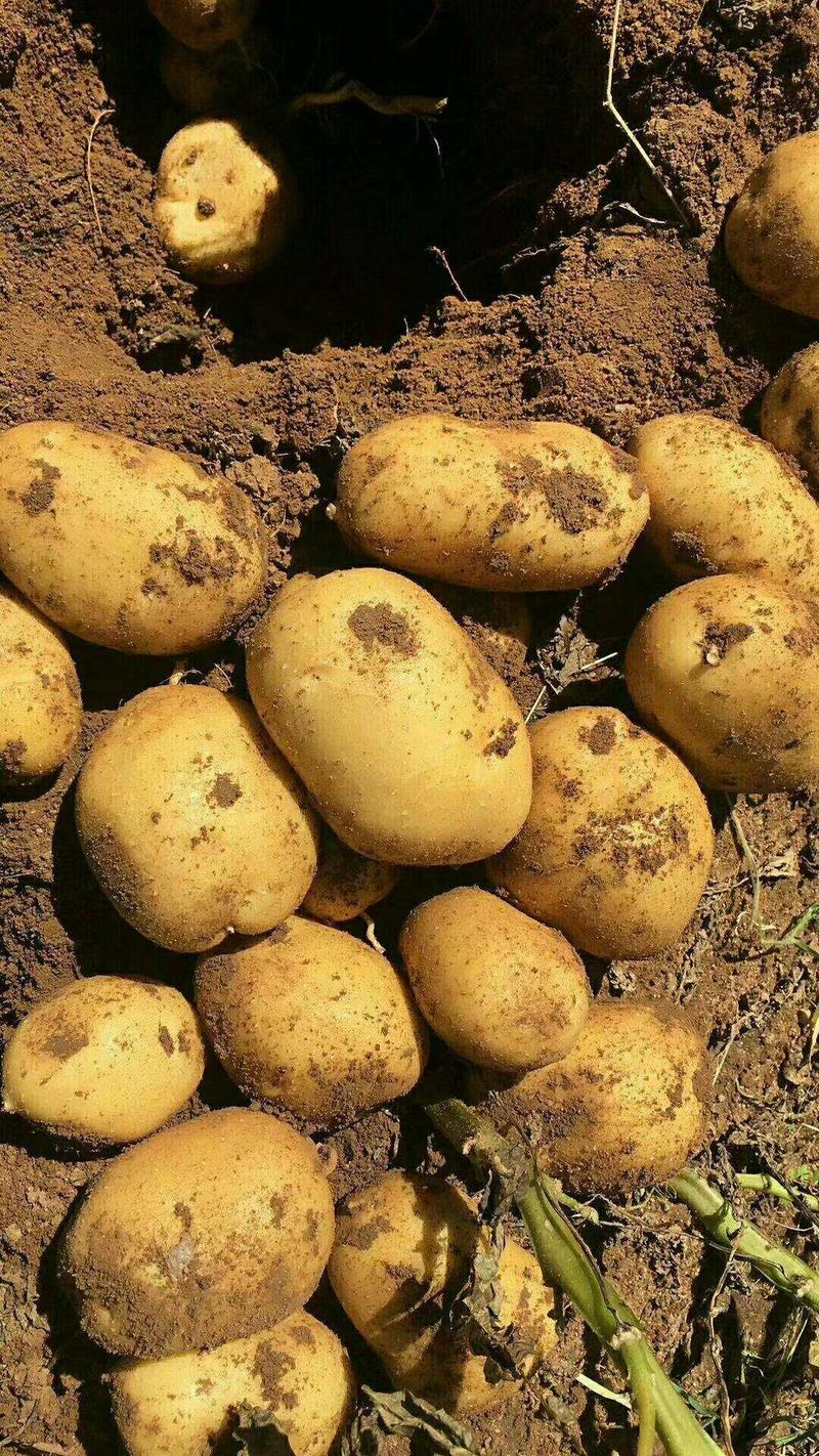大量供应全国各地土豆0.3两以上超市专柜