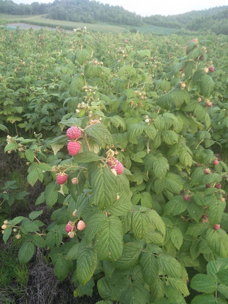 树莓苗25公分到30公分当年结果苗品种纯正