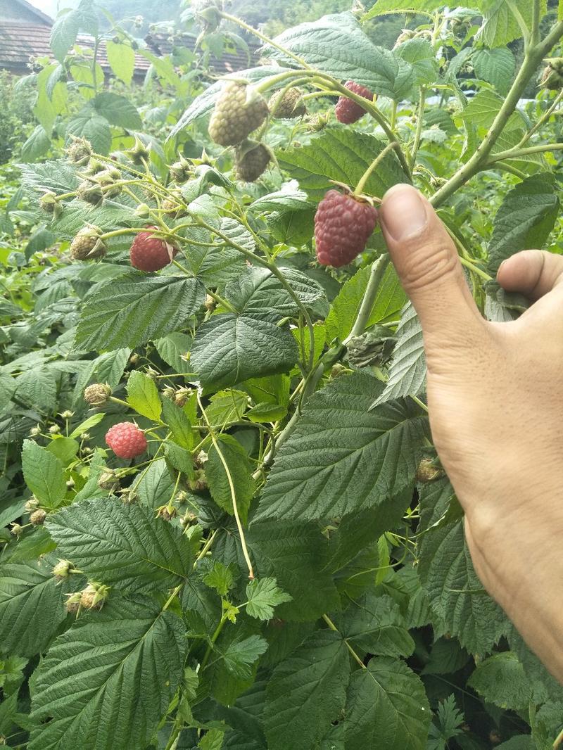 树莓苗25公分到30公分当年结果苗品种纯正
