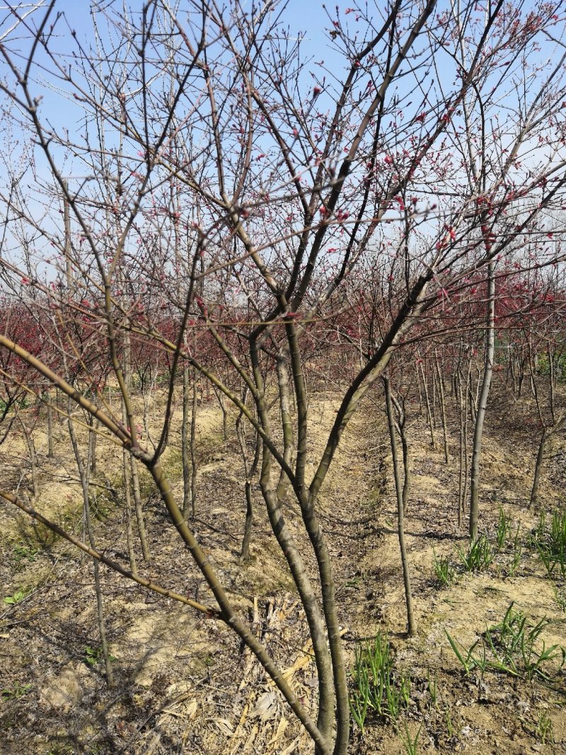 日本红枫2到6公分