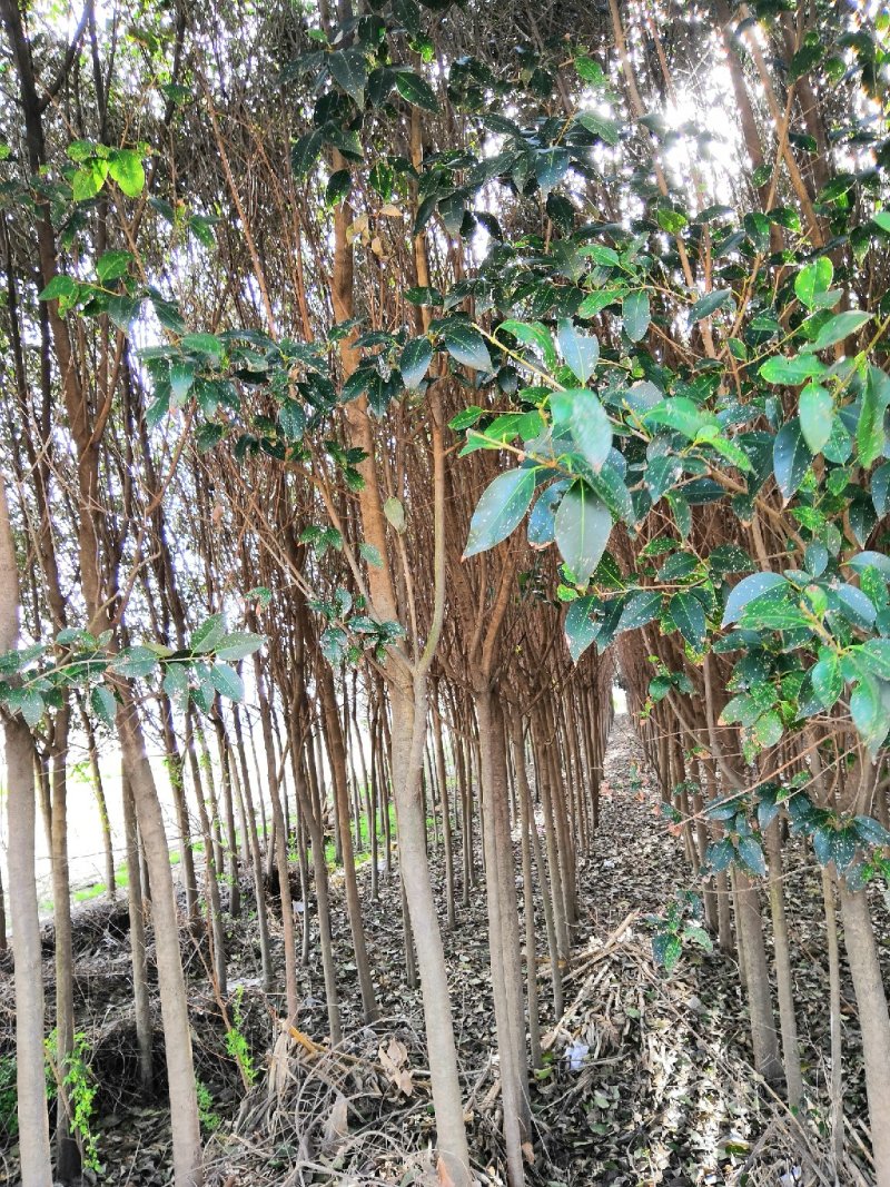 大叶女贞2到10公分