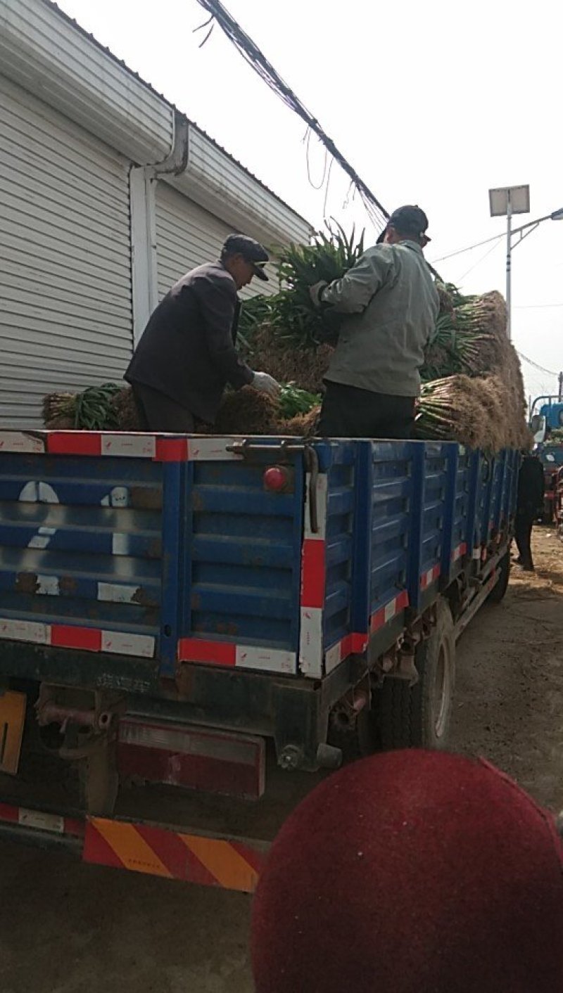 本地，红根蒜苗大量上市，价格不高