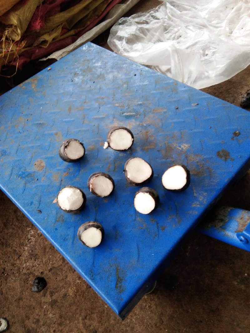 广西柳州白马蹄大量上市