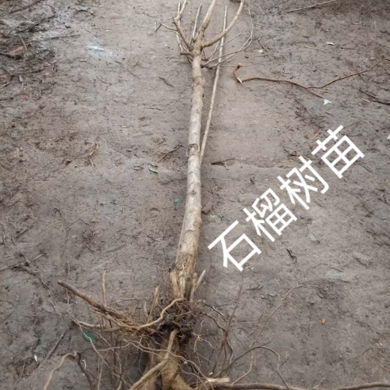 盆栽石榴树苗新品种--蒙阳红石榴苗，果实特大汁多味甜