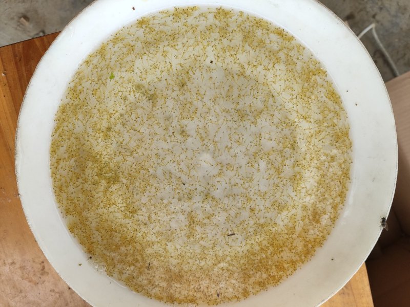 佛山南海锦鲤水花锦鲤鱼苗长期供应