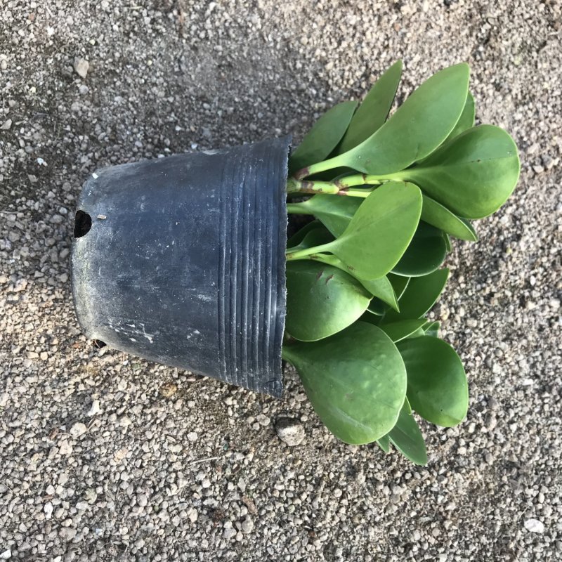 青叶碧玉豆瓣绿种植户直销一手货源视频照片看货量大长期供应