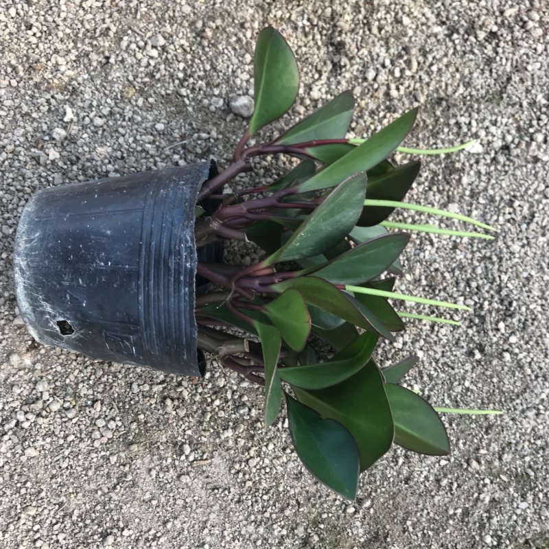 青叶碧玉豆瓣绿种植户直销一手货源视频照片看货量大长期供应