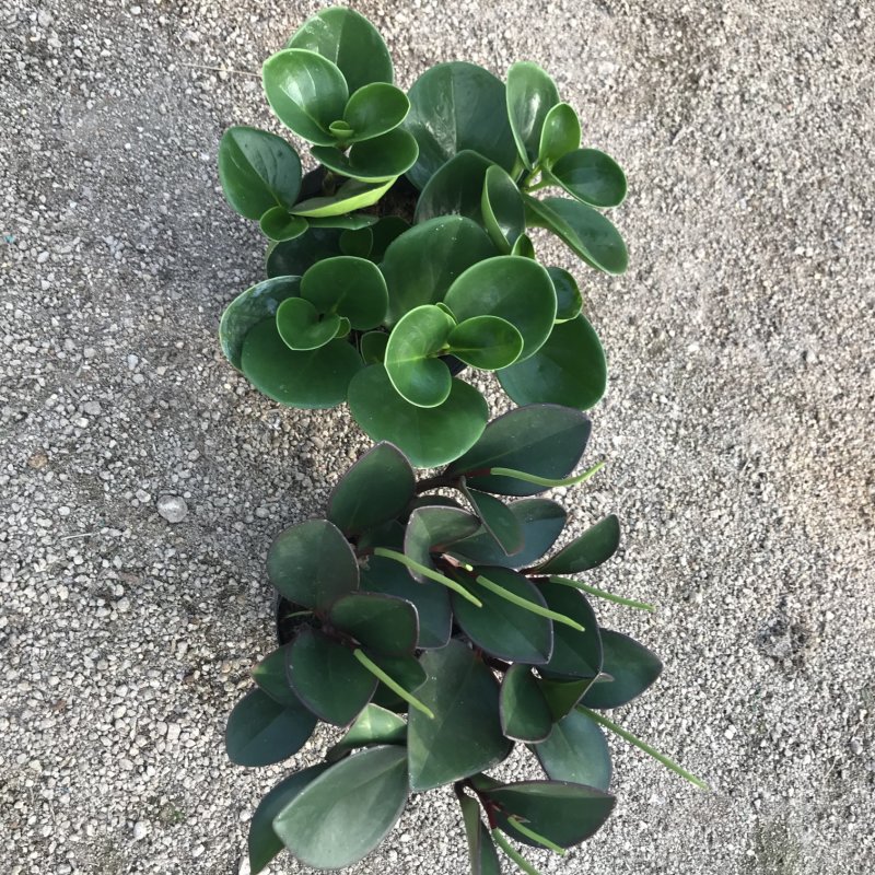 青叶碧玉豆瓣绿种植户直销一手货源视频照片看货量大长期供应