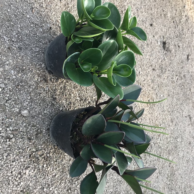 青叶碧玉豆瓣绿种植户直销一手货源视频照片看货量大长期供应