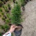 红豆杉盆栽苗种植户直销一手货源视频看货长期供应量大从优