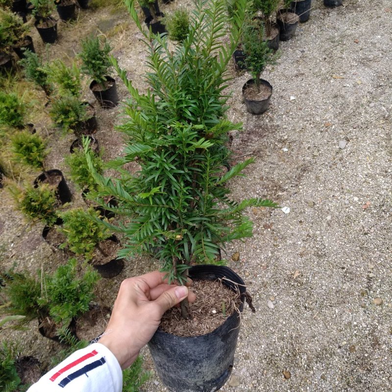 红豆杉盆栽苗种植户直销一手货源视频看货长期供应量大从优