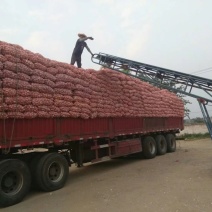 邳州杂交紫皮混级蒜太空产地代办支持各种规格直发全国