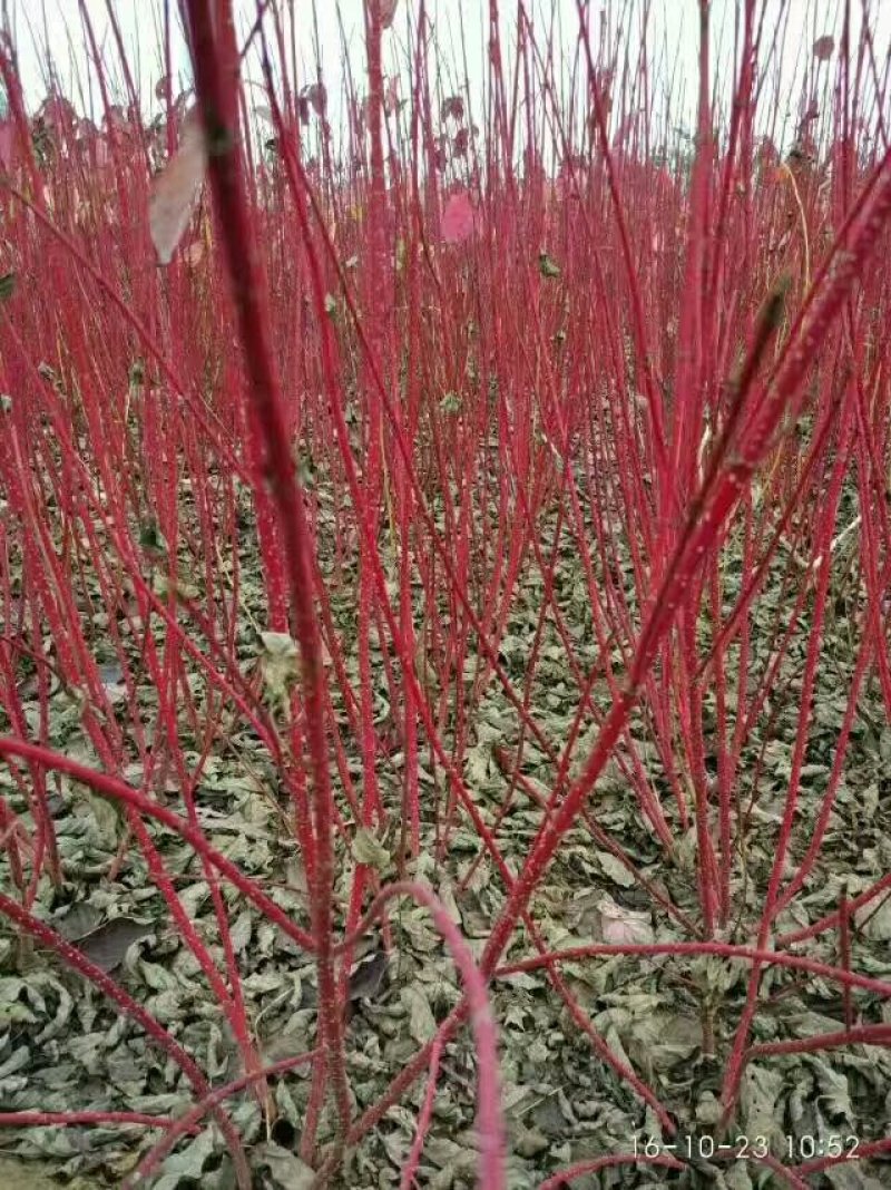 红瑞木