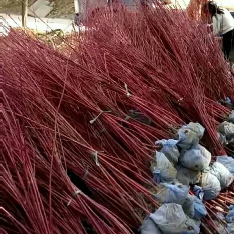 红瑞木