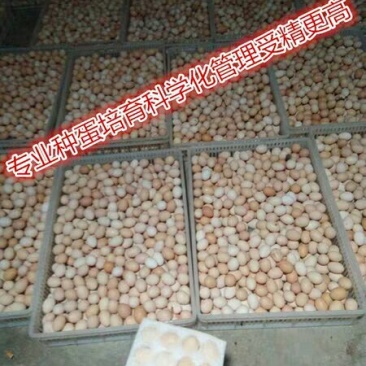乌骨鸡鸡苗盐津乌骨鸡乌蒙珍禽种蛋