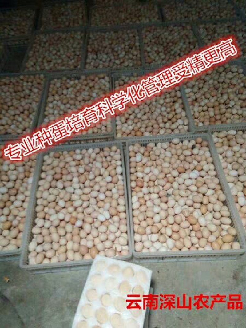 乌骨鸡鸡苗盐津乌骨鸡乌蒙珍禽种蛋