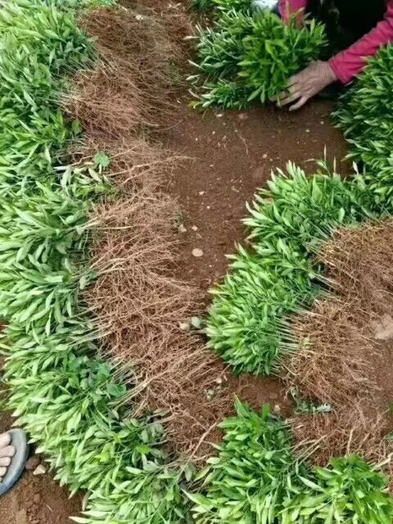 花椒苗芽苗